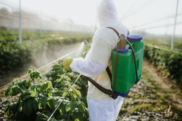 Best Wasp Removal Services  in Fairbury, NE